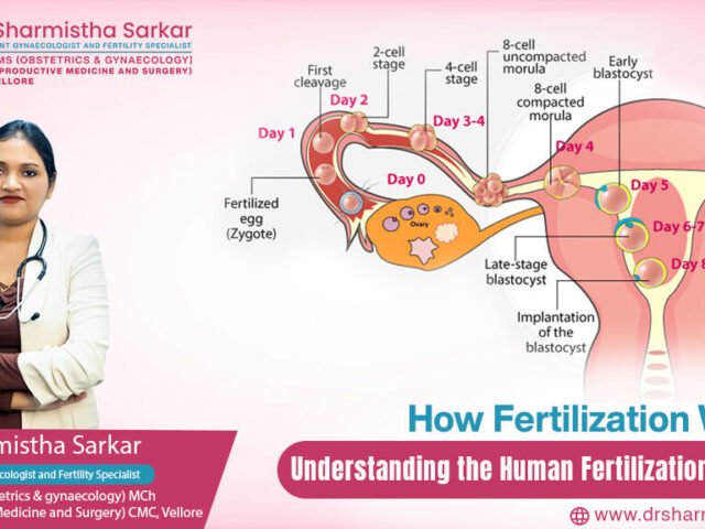 How Fertilization Works: Understanding the Human Fertilization Process